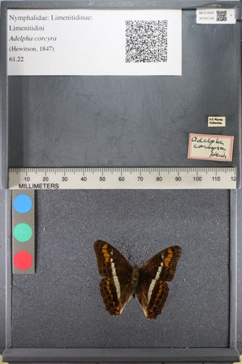 Media type: image;   Entomology 141154